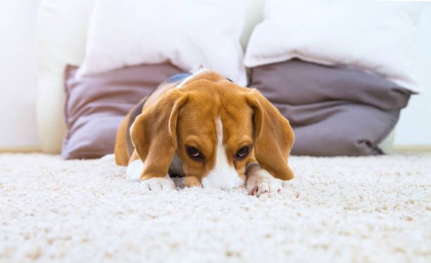 Hotel Carpets: Meaning, Features, Cleaning Time, and Types