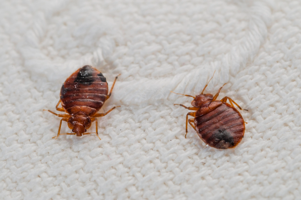 Bed Bugs in a Hotel