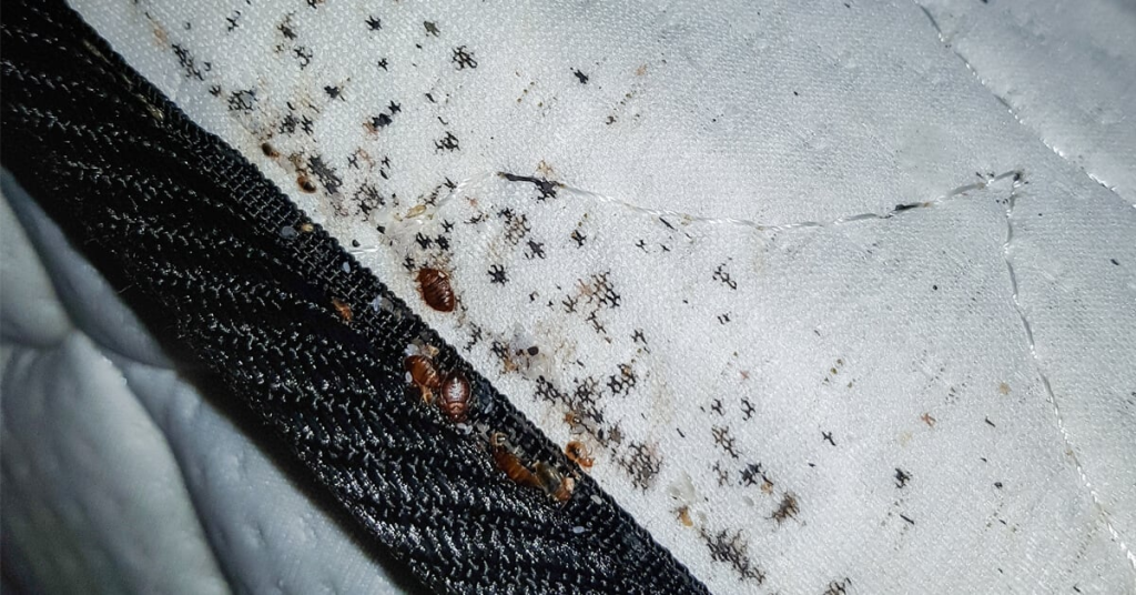 Bed Bugs in a Hotel